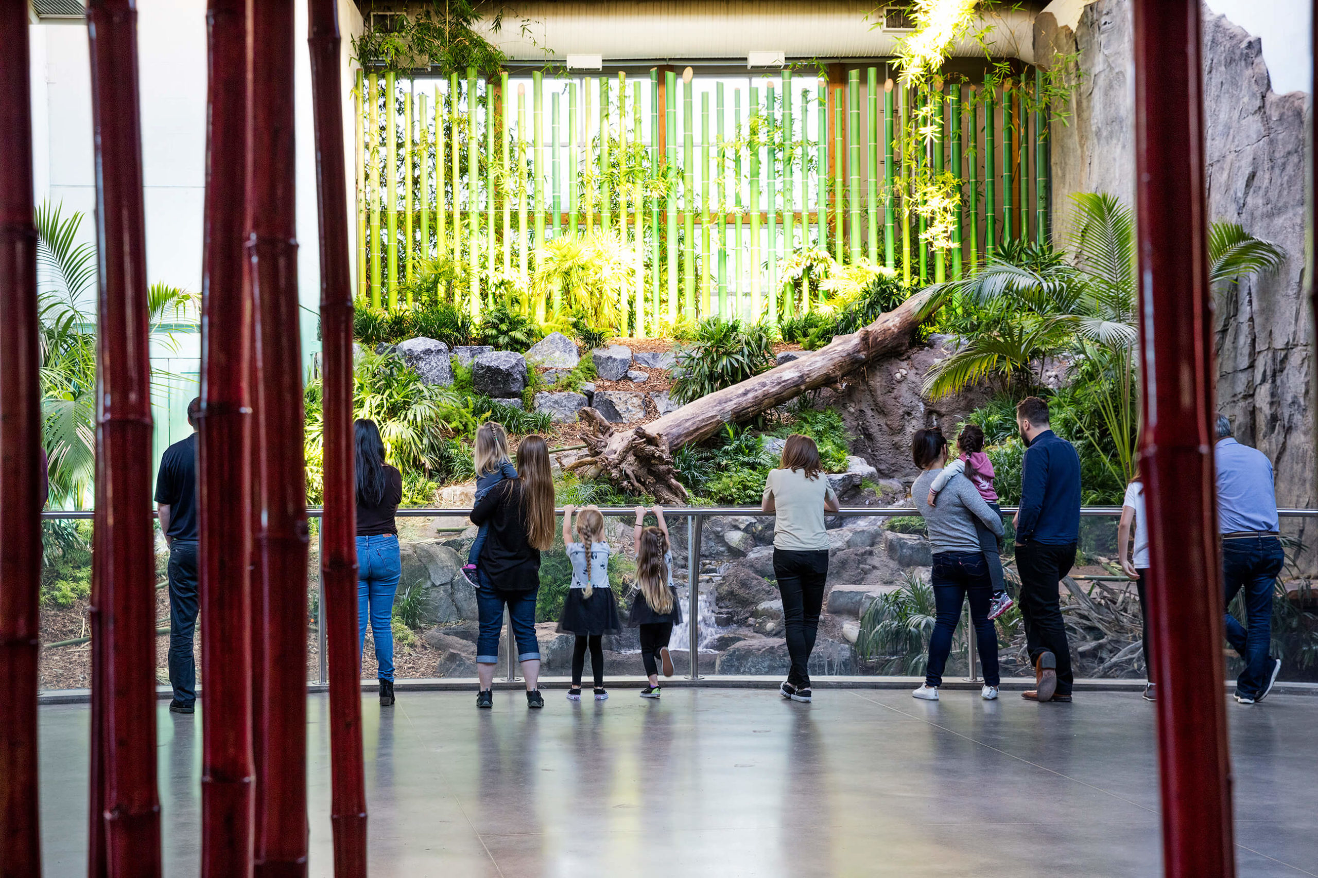 People of all ages look at Pandas in the lush, green habitat created by Zeidler and Jones and Jones for the Panda Passage at The Calgary Zoo. A clear, glass, 3-foot barrier separates visitors from the Panda's habitat. Tall, red bamboo pillars frame the space.